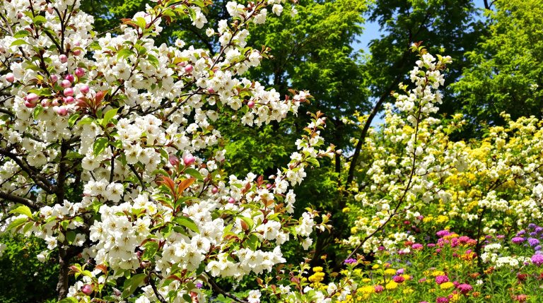 welche bäume im garten pflanzen
